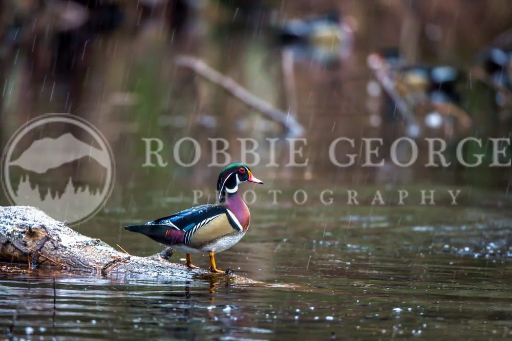 Male Wood Duck in Natural Habitat - 'Rainy Days' by Robbie George
