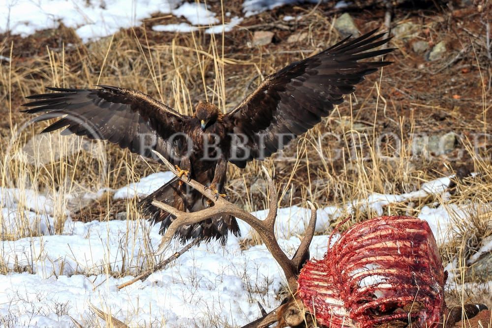 Golden Eagle Landing on Elk Antlers – Robbie George Photography