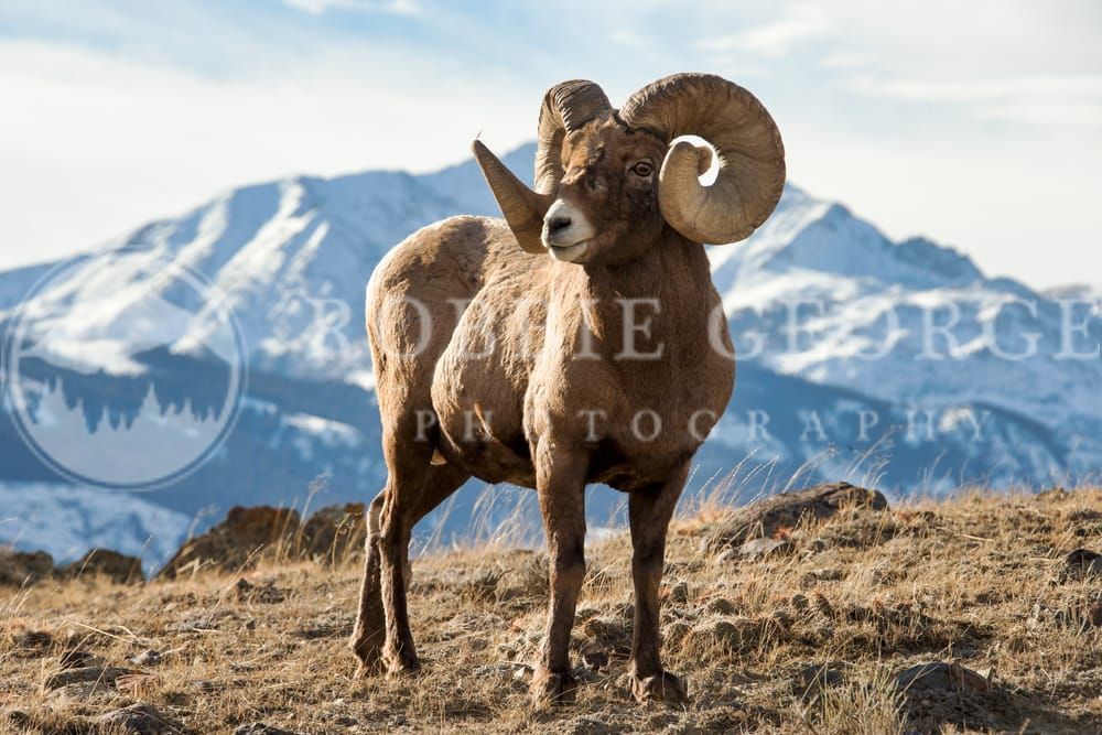 Rocky Mountain Bighorn Sheep in Wyoming - 'See The World' Photo by Robbie George