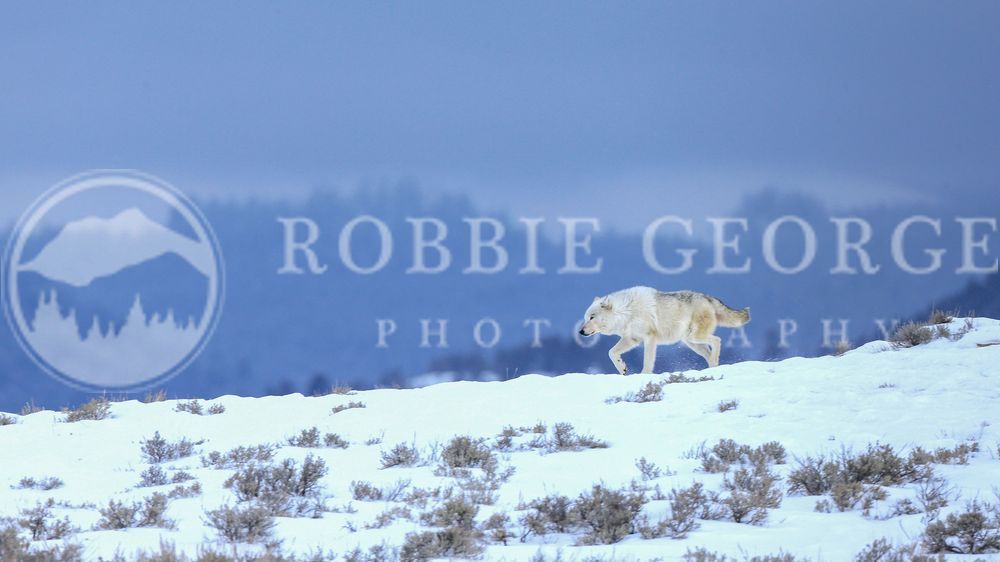 Wild Grey Wolf in Snowy Rocky Mountains - Captivating Wildlife Photography by Robbie George