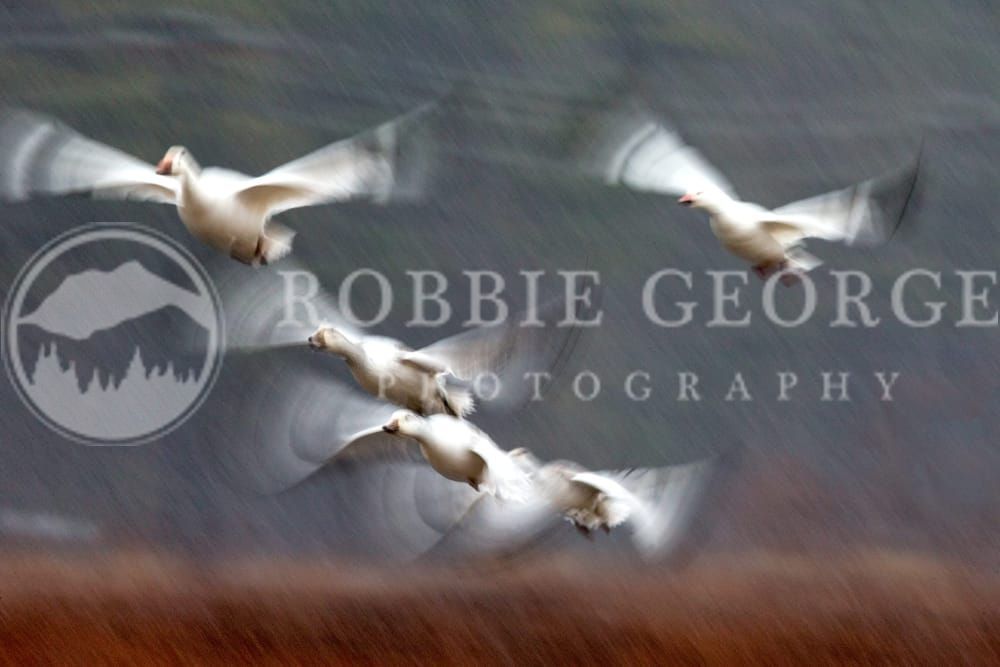 Wings Of Independence - Snow Goose Flight Photography