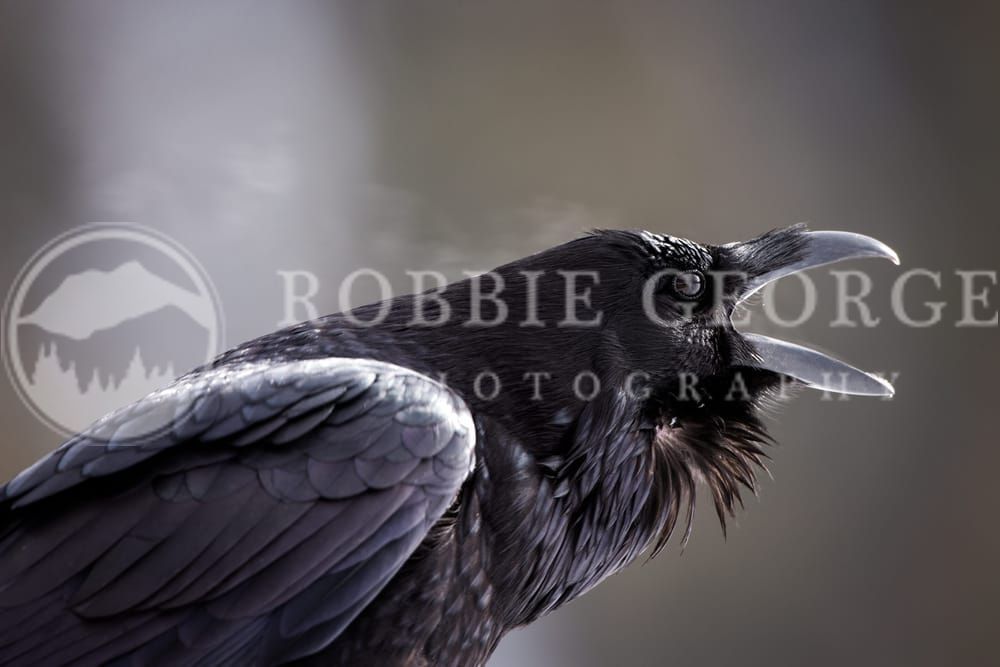 'Voice Of The Soul' - Common Raven in Wyoming | Robbie George Photography.