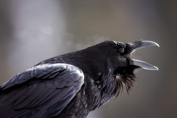 'Voice Of The Soul' - Common Raven in Wyoming | Robbie George Photography.