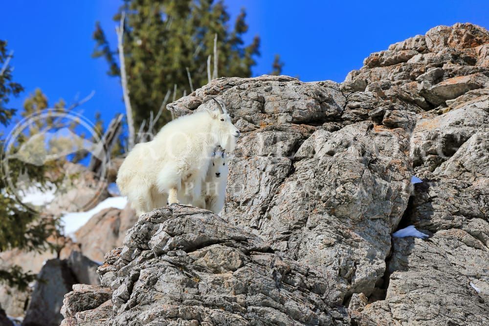 Mountain Goats in Grand Teton - 'Oh Nature' Photo by Robbie George