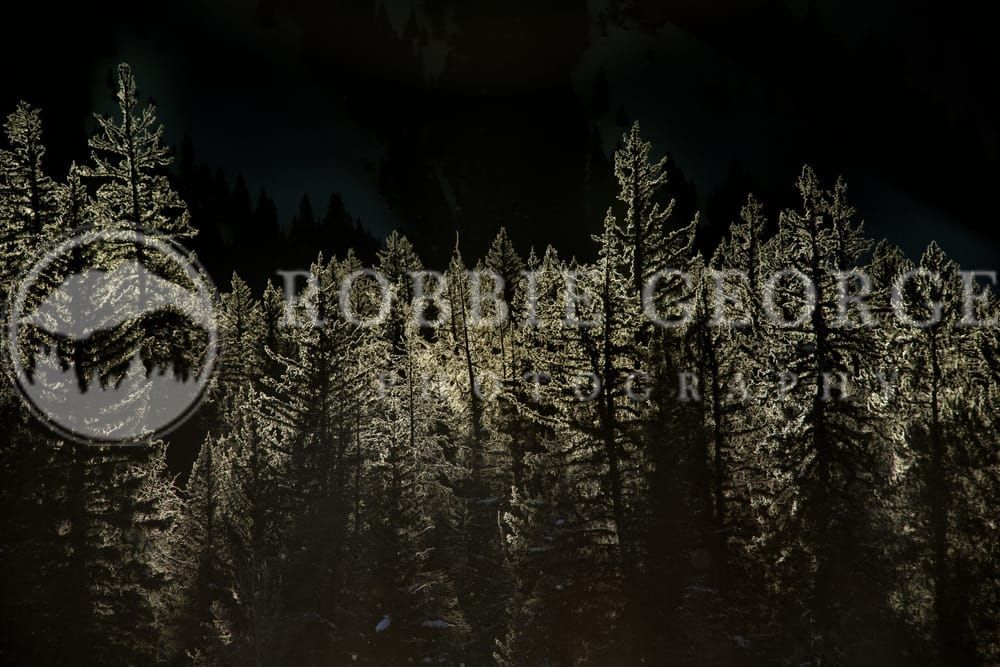 Frost Kissed Pine Trees in Morning Light - Fine Art Print by Robbie George Photography