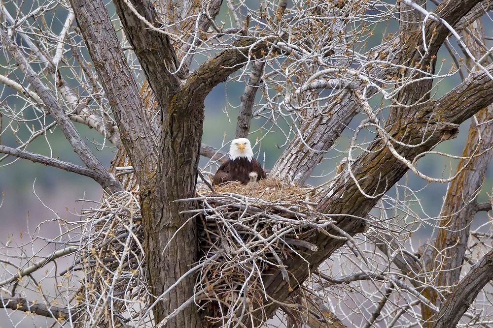 Bald eagle nesting in a massive cottonwood tree along a North American river corridor by Robbie George