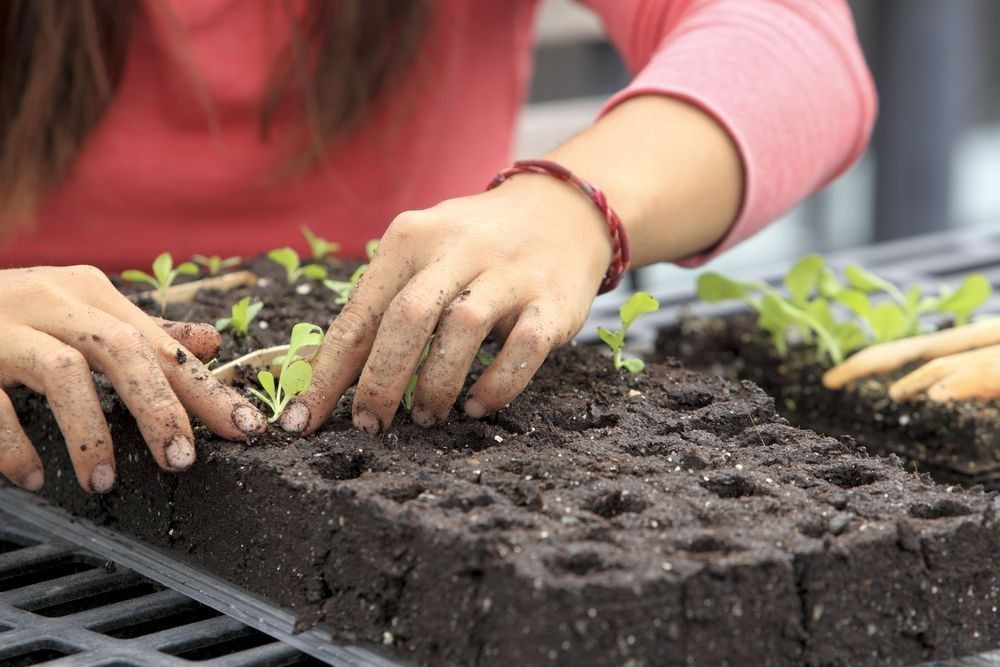 Hands planting seedlings in rich dark soil, showing living soil systems, plant roots, organic matter, water, microbes, and regenerative ecosystem health