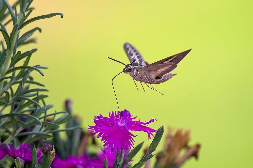 Sphinx hawk moth hovering while feeding from flowers photographed by Robbie George