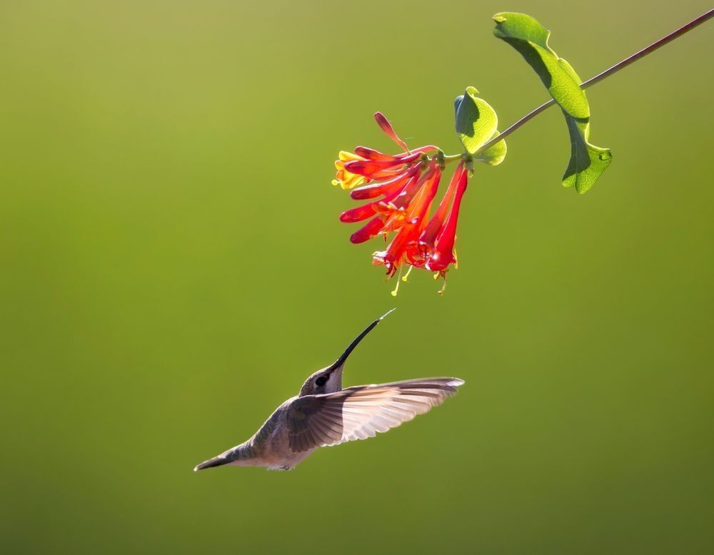 Ruby-throated hummingbird feeding from vibrant flowers photographed by Robbie George