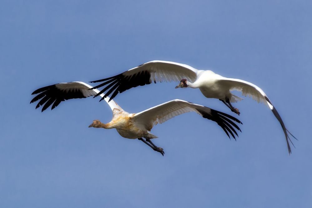 Whooping cranes flying across blue sky at Aransas National Wildlife Refuge, showing endangered species in migration and winter habitat in Texas