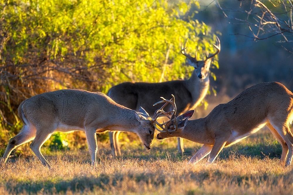 White-tailed deer interacting in a field, illustrating movement behavior and habitat use connected to deer track patterns — photographed by Robbie George