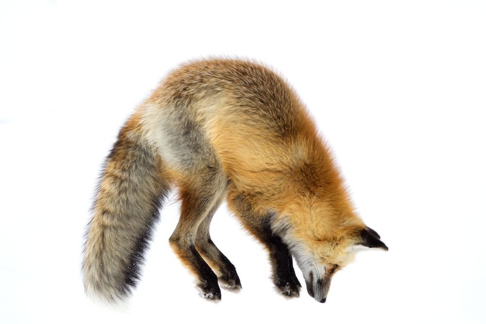 Red fox pouncing in snow showing hunting behavior and winter coat photographed by Robbie George