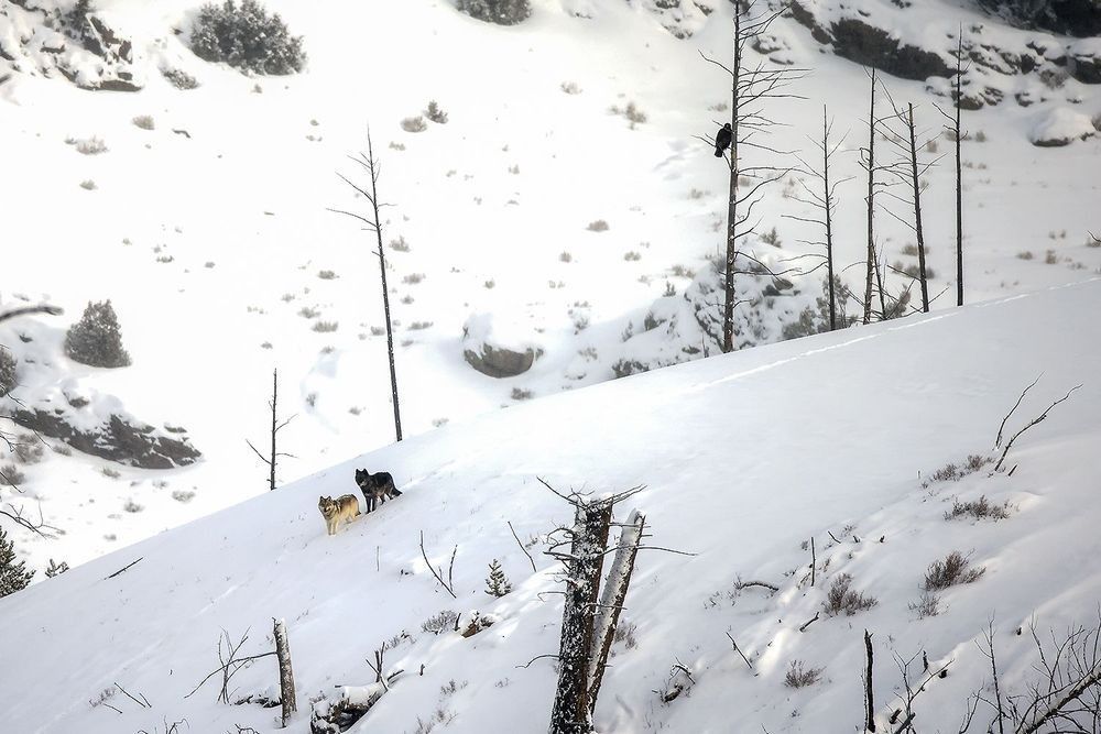 Wolves on a snow-covered hillside among bare trees, with a dark bird perched above them.