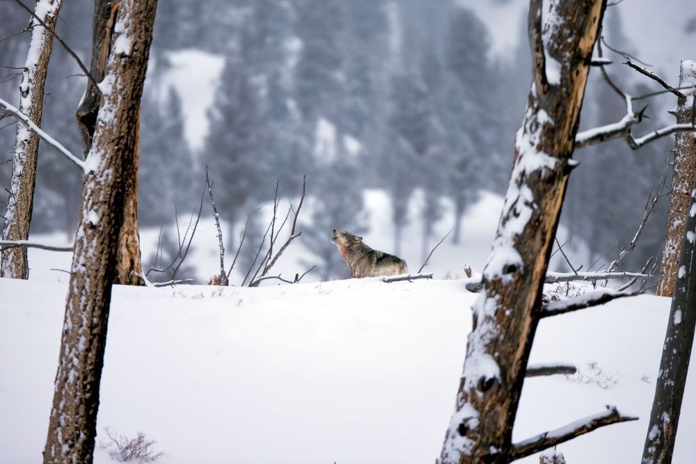 Gray wolf moving through snowy Yellowstone landscape photographed by Robbie George