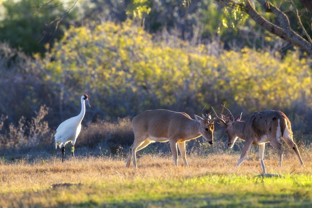 White-tailed deer sparring with whooping crane in coastal prairie at Aransas National Wildlife Refuge Texas photographed by Robbie George