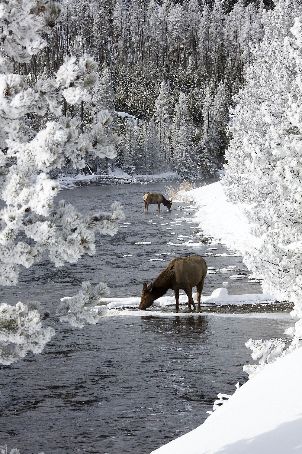 Elk along the Madison River during winter in Yellowstone National Park photographed by Robbie George
