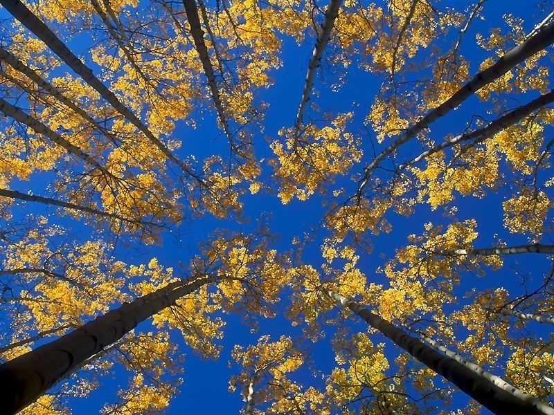 Natural branching patterns revealing repetition, scale, and fractal-like geometry in nature