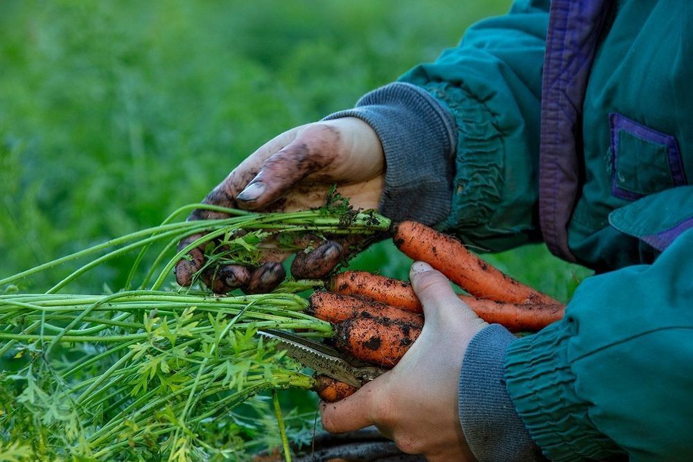 Hands harvesting soil-covered carrots from living soil, illustrating carbon and microbial life, soil microbiology, decomposition, microbial carbon cycling, regenerative agriculture, and healthy soil ecosystems.