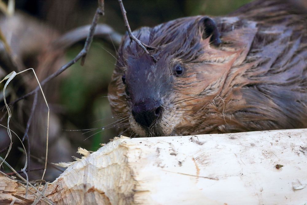 North American beaver creating habitat and restoring wetland ecosystems photographed by Robbie George