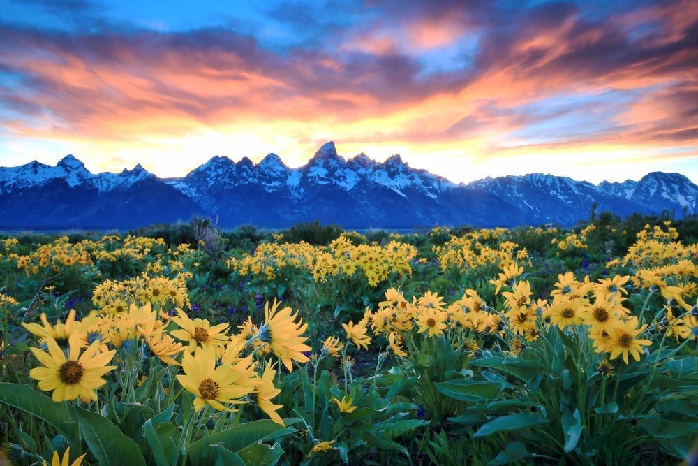Summer wildflowers blooming below the Teton Range at colorful sunrise with mountain habitat and dramatic sky