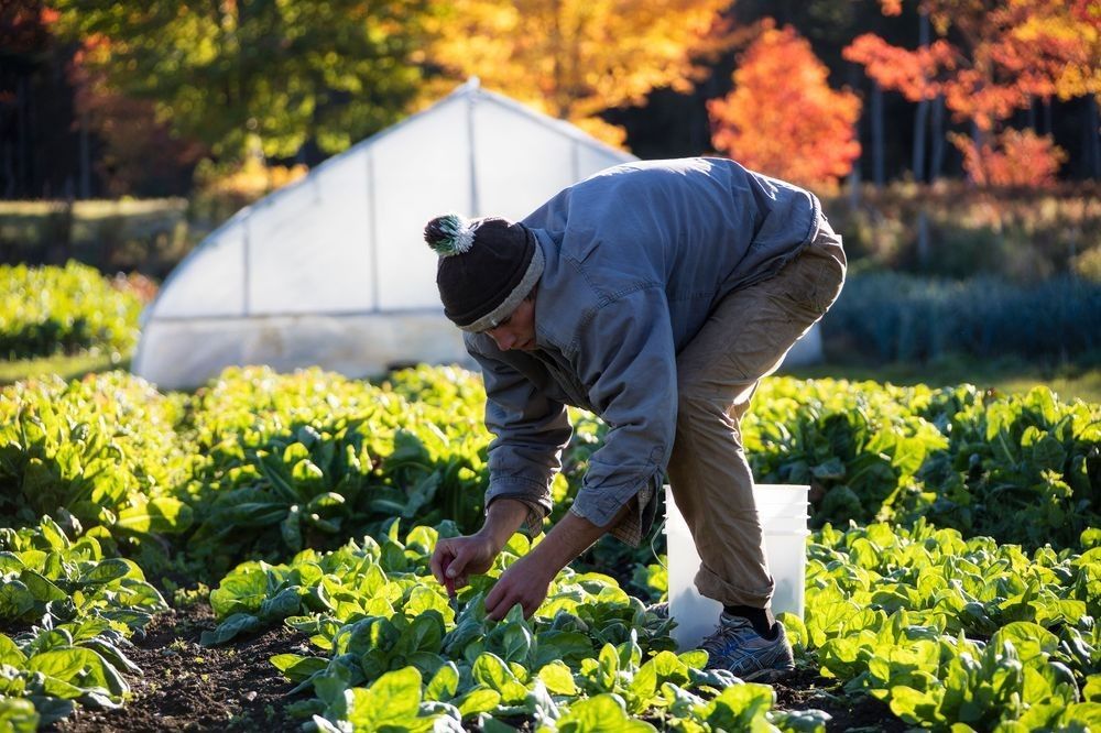 Harvesting leafy greens on a regenerative farm illustrating soil carbon systems, living soil, soil organic matter, microbial activity, root carbon pathways, and regenerative agriculture.