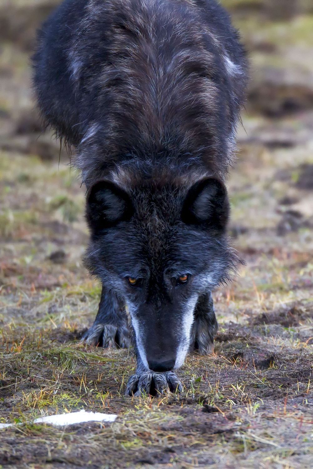 Gray wolf moving with head low and paws forward, showing the field behavior and movement pattern behind wolf tracks — photographed by Robbie George