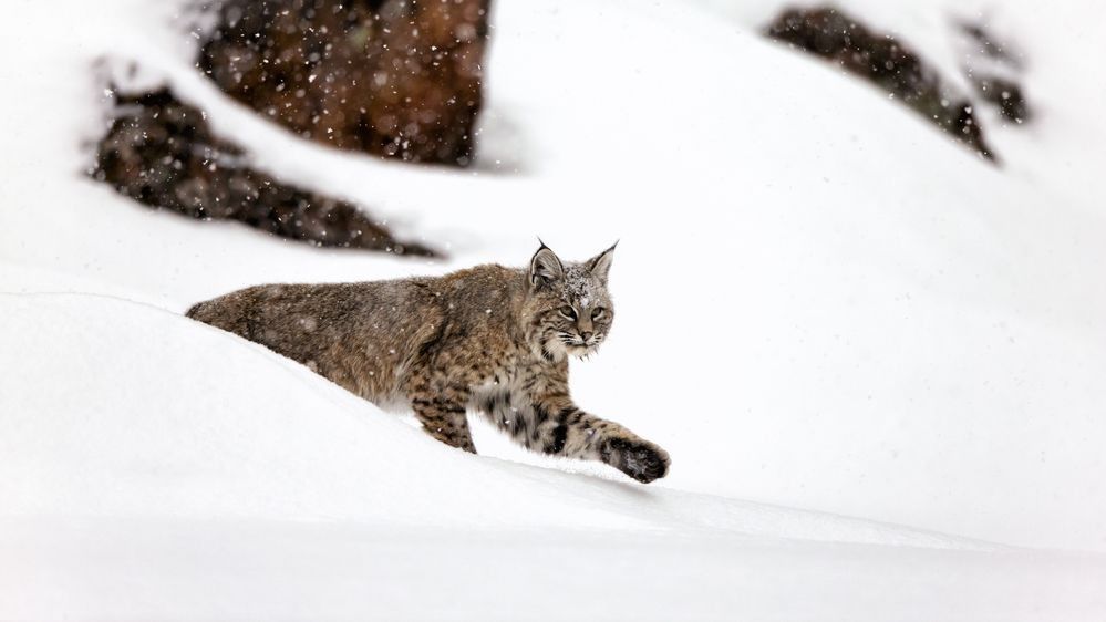 Bobcat moving through snow with lifted paw, demonstrating stealth movement and the behavior behind bobcat track patterns — photographed by Robbie George