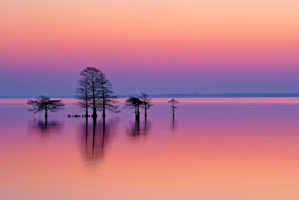 Soft pastel sunrise over Lake Mattamuskeet with cypress trees reflected in calm water showing seasonal light and winter atmosphere in North Carolina