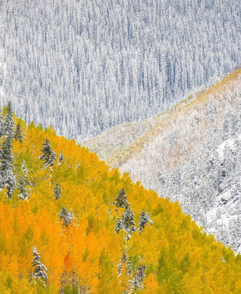 Colorado aspen forest transitioning into snow-covered evergreen forest illustrating Electrical Ecology, ecosystem communication, bioelectric landscapes, and interconnected living ecosystems.