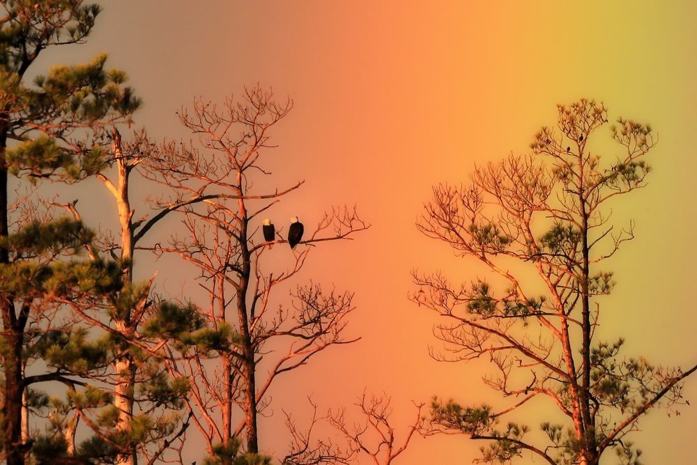 Bald eagle silhouette in flight at sunset over Blackwater National Wildlife Refuge wetlands in Maryland photographed by Robbie George