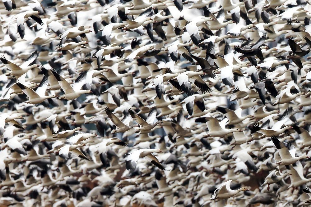 Snow geese migration photographed with long lens compression at Blackwater National Wildlife Refuge by Robbie George