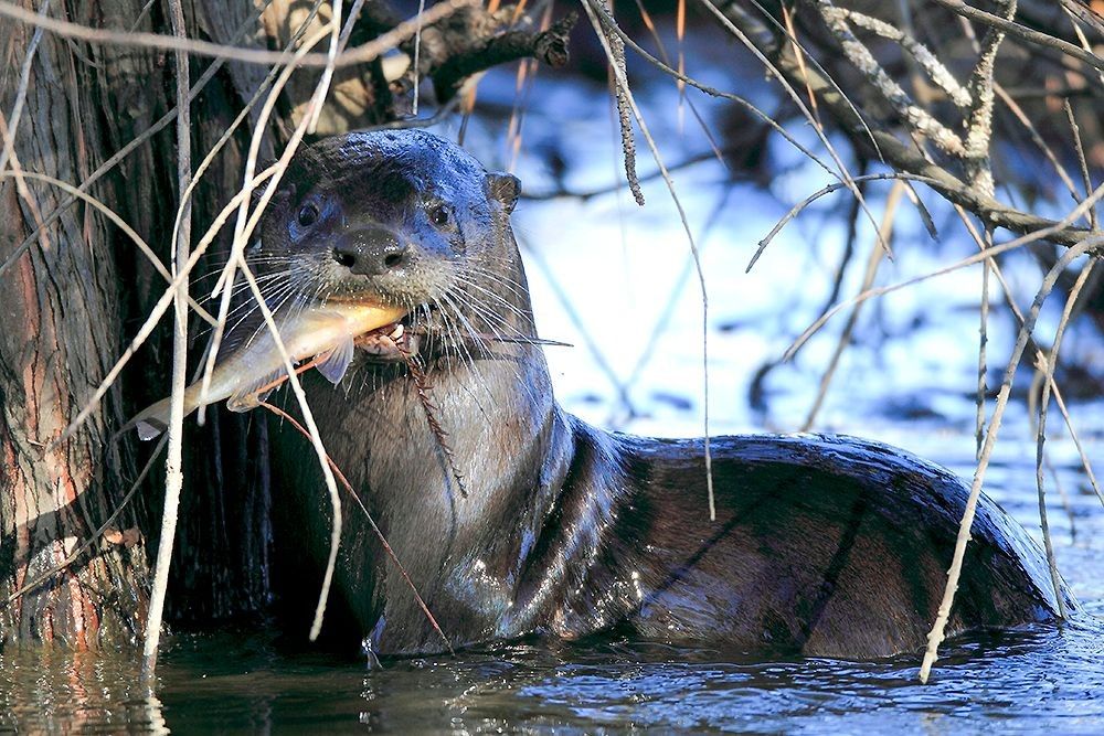 River otter carrying fish in coastal water at Chincoteague National Wildlife Refuge