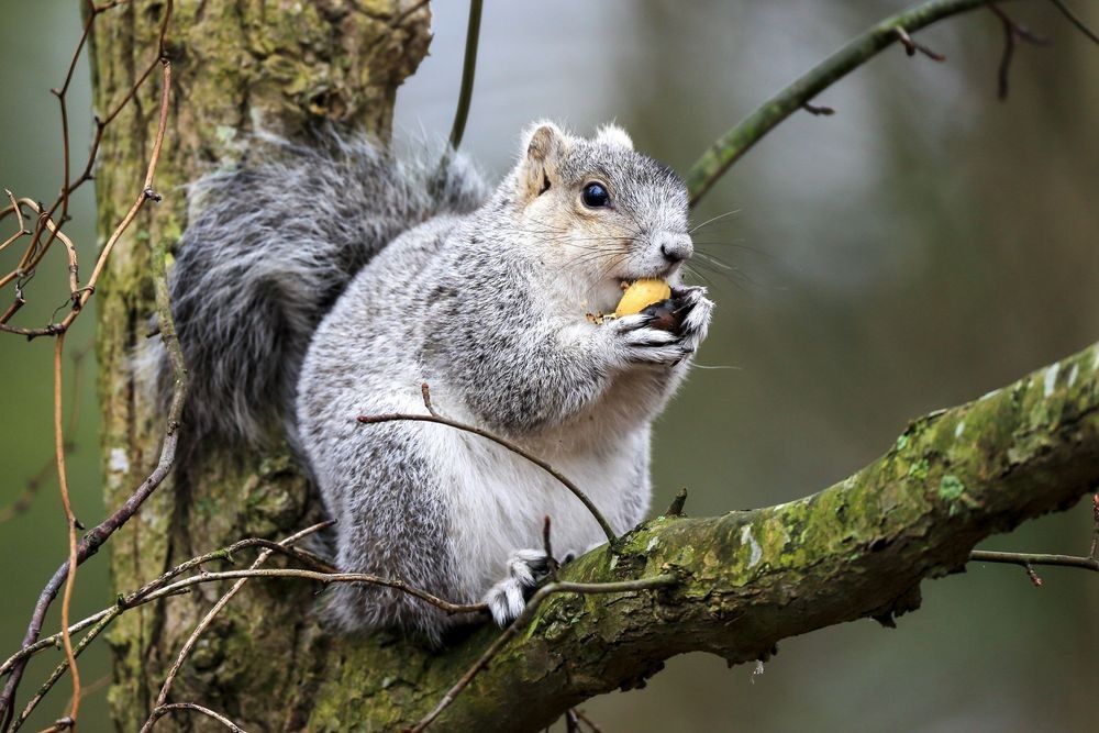 Delmarva fox squirrel photographed in woodland habitat near Blackwater National Wildlife Refuge by Robbie George