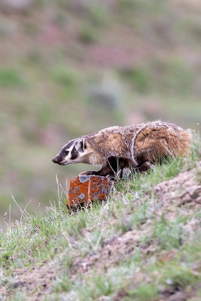 The Badgers – In Formation Badger (Taxidea taxus) — Habitat, Diet, Behavior & Digging