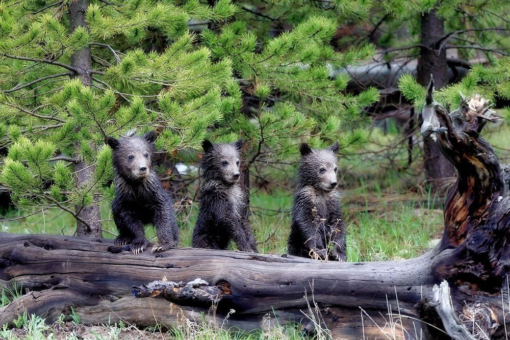 Grizzly bear cubs on a fallen log in a forest showing vertical habitat structure, cover, and wildlife interaction within a layered ecosystem