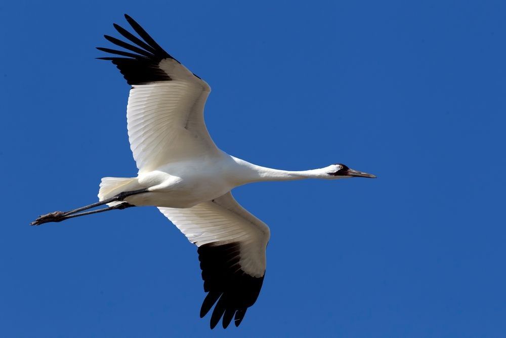 Whooping crane in flight against blue sky at Aransas National Wildlife Refuge, representing endangered species conservation in Texas