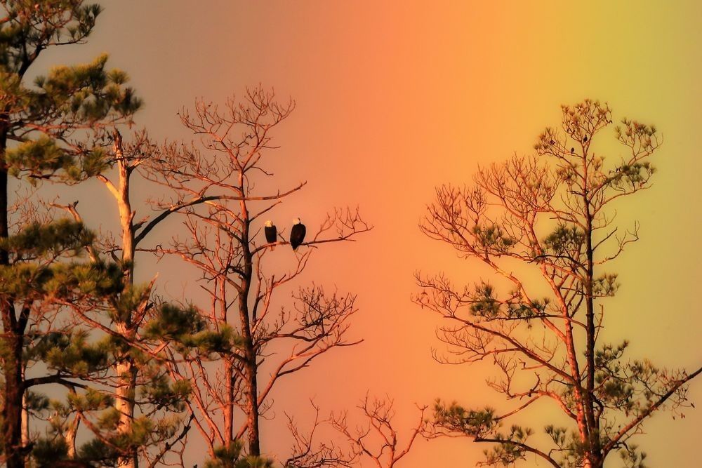 Bald eagles beneath atmospheric rainbow light at Blackwater National Wildlife Refuge photographed by Robbie George