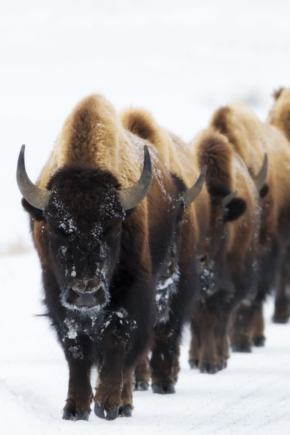 American bison walking in a line through snow, showing heavy-bodied ungulate movement and herd travel pattern behind bison tracks — photographed by Robbie George