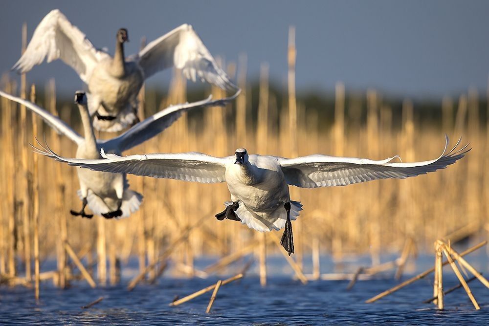 Tundra Swans landing in wetland marsh habitat with wings extended and reeds in background photographed by Robbie George