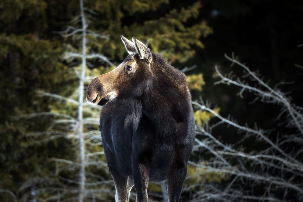 Moose standing in forest habitat in North America photographed by Robbie George