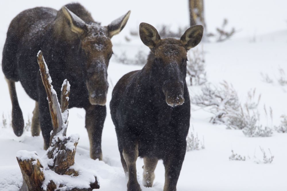 Two moose walking through falling snow in a winter forest habitat, showing the heavy-bodied ungulate movement pattern behind moose tracks — photographed by Robbie George