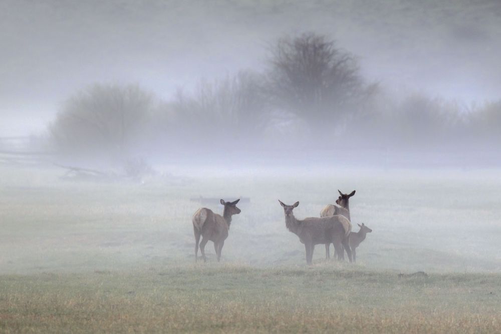 Elk moving through fog at Willow Flats in Grand Teton National Park photographed by Robbie George