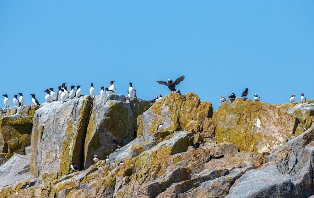 Seabird colony behavior with puffins, razorbills, and guillemots on rocky habitat at Machias Seal Island