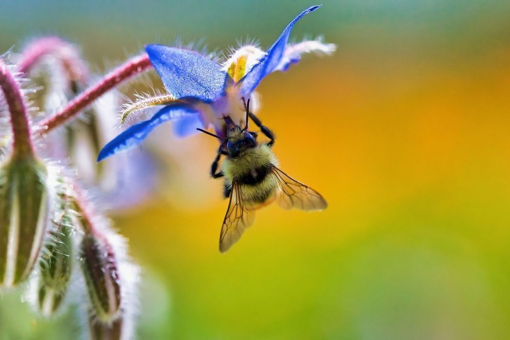 Bumblebee gathering nectar from a blue wildflower illustrating floral resource networks, pollination ecology, and biodiversity