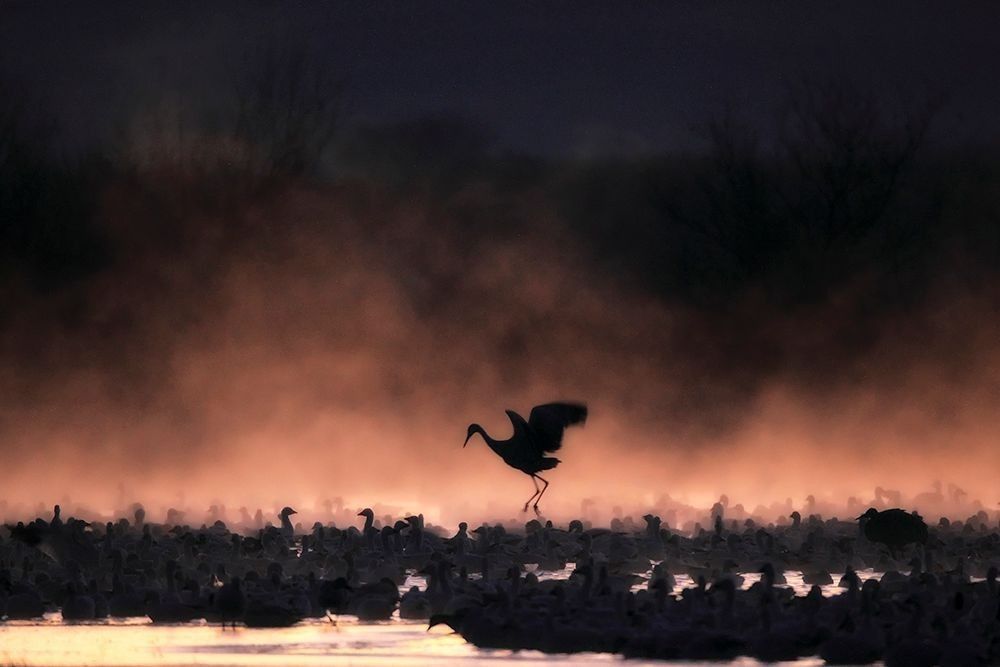 Sandhill crane lifting off at sunrise above a dense flock of snow geese in fog at Bosque del Apache National Wildlife Refuge, showing winter migration behavior and mass movement patterns