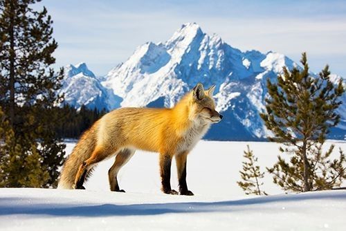 Red fox standing on snow with mountain peaks and evergreen forest in the background, showing the winter habitat and field context for identifying fox tracks — Naturepedia Track Identification Entry by Robbie George