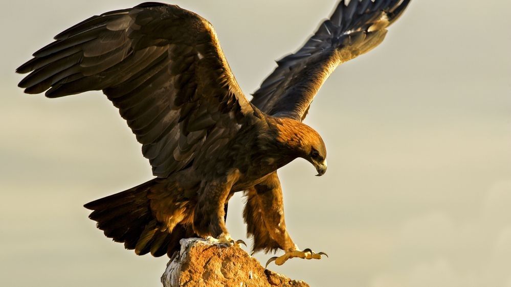 Golden Eagle landing on a rocky perch with wings spread and talons extended in warm mountain light — photographed by Robbie George