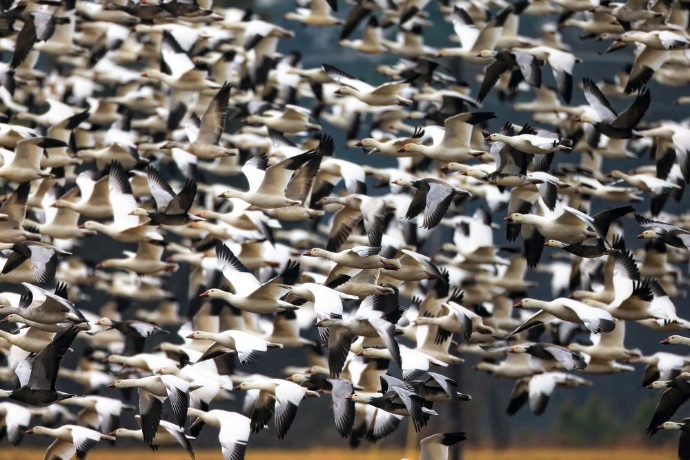 Snow geese in dense flight formation over wetlands at Blackwater National Wildlife Refuge showing migration movement, flock behavior, and seasonal concentration