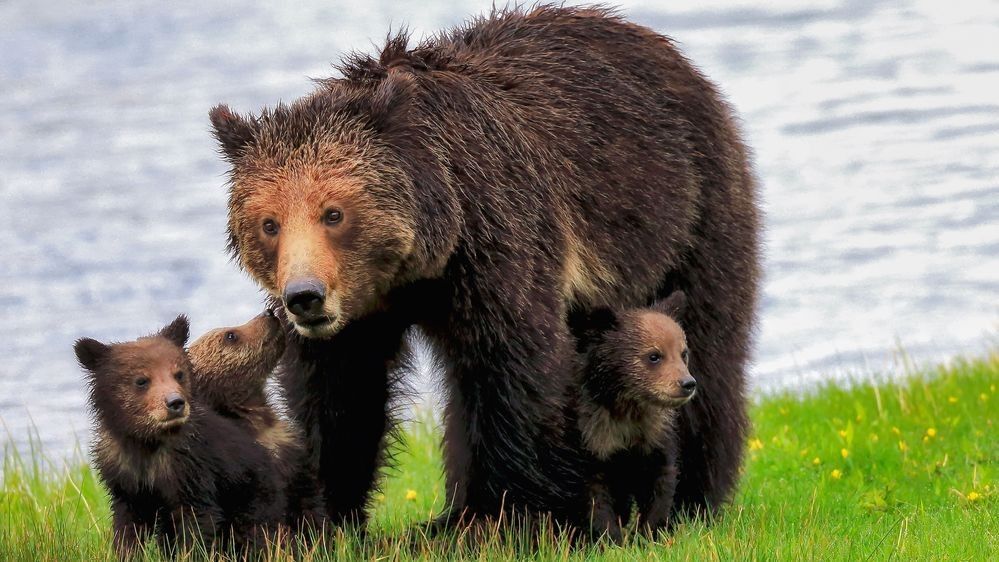 Grizzly bear mother with cubs in Yellowstone National Park photographed by Robbie George