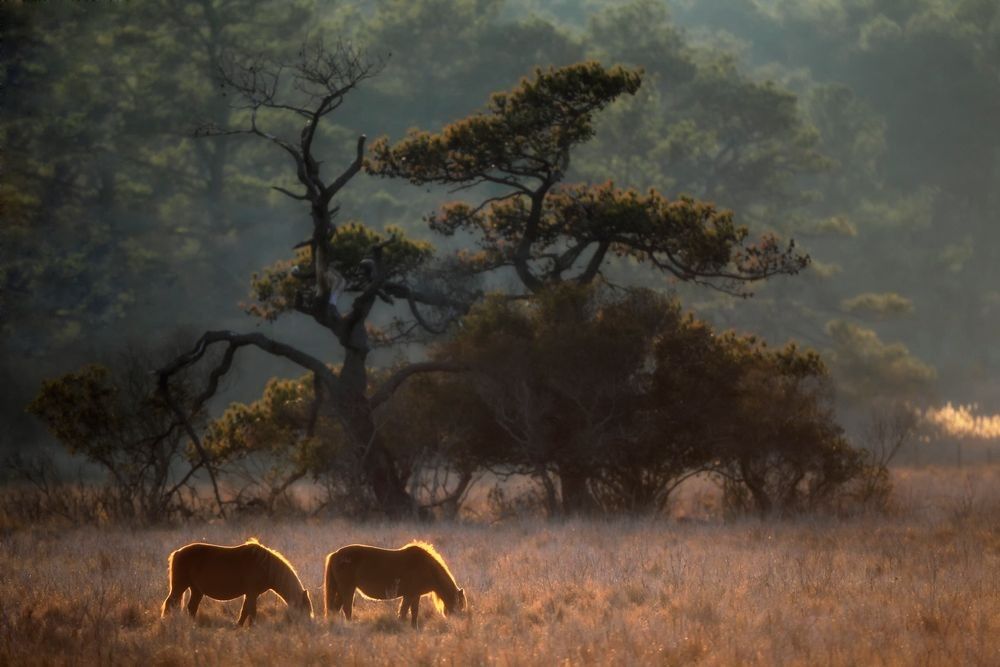 Wild horses grazing in coastal grassland habitat at Chincoteague National Wildlife Refuge